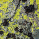 Illustration for article titled Everyone stop eating the sexy pavement lichen